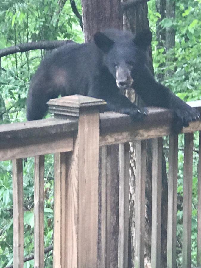 Lazy Bear Lodge Valle Crucis Buitenkant foto